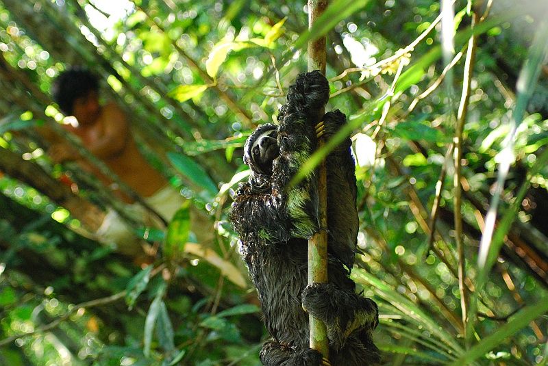 Laura i Astronom_super-124.JPG - Leniwiec, którego wypatrzył Miguel. (Zdjęcie: Laura i Astronom)